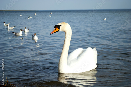 white swan in blue water of lake