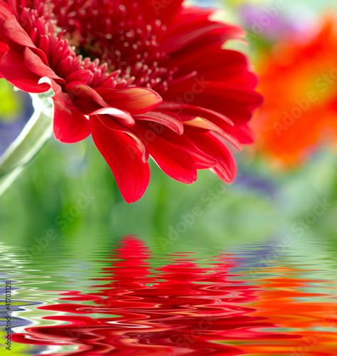 Closeup of red daisy-gerbera reflected in the water
