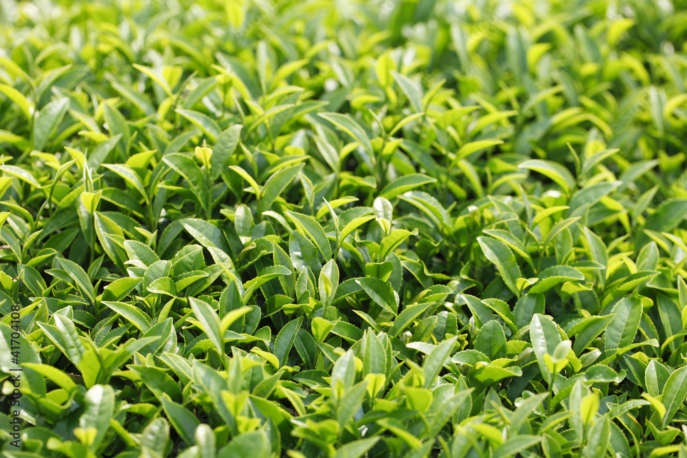 茶葉 茶葉