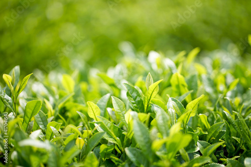茶葉 photo