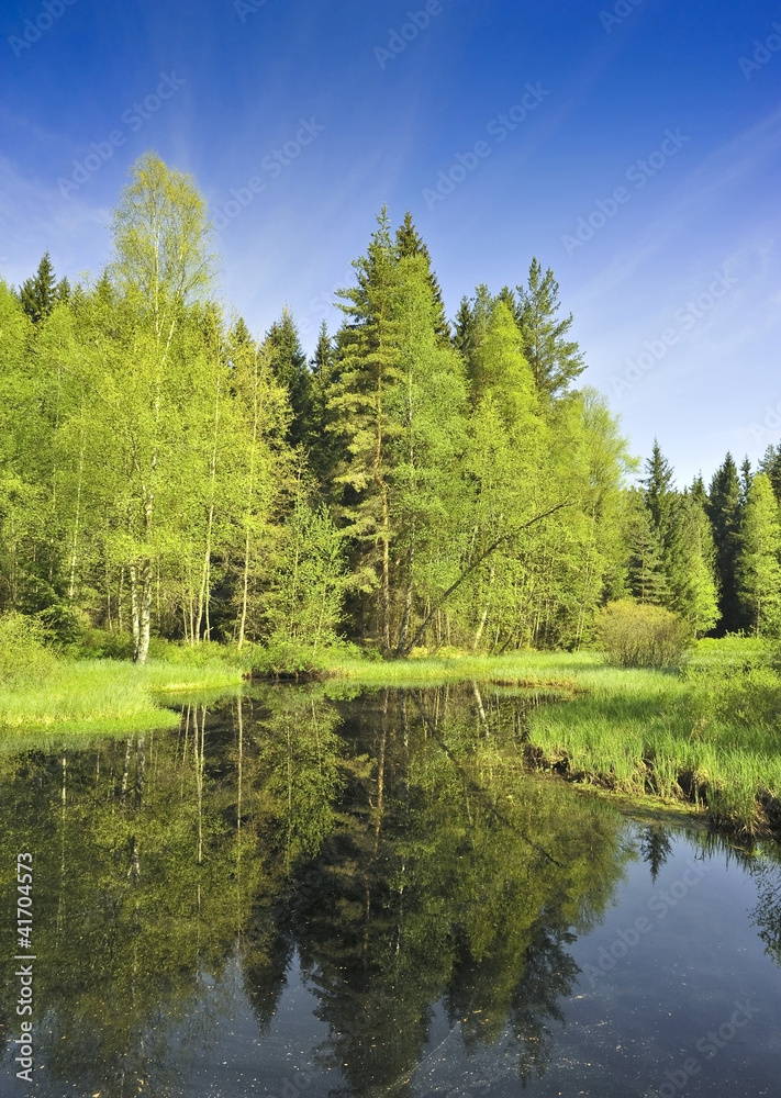 Fototapeta premium bog lake in the national park Sumava, Czech republic , Europe