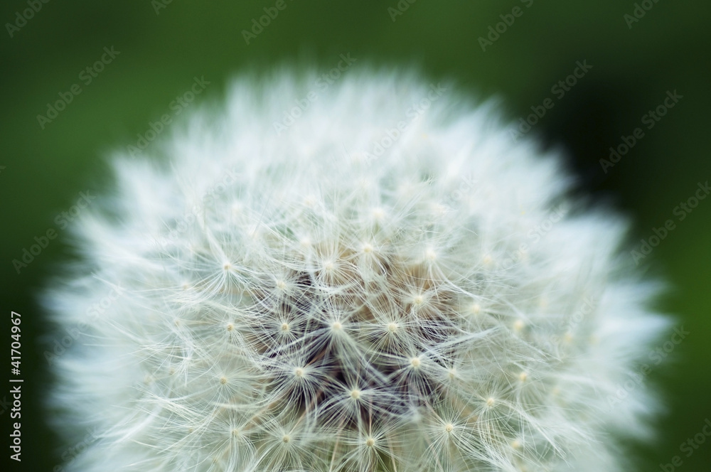 Fototapeta premium Dandelion Blowball