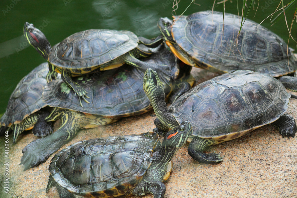 Group of red-eared slider turtles sitting on a stone in the zoo Group of red-eared slider turtles sitting on a stone in the zoo