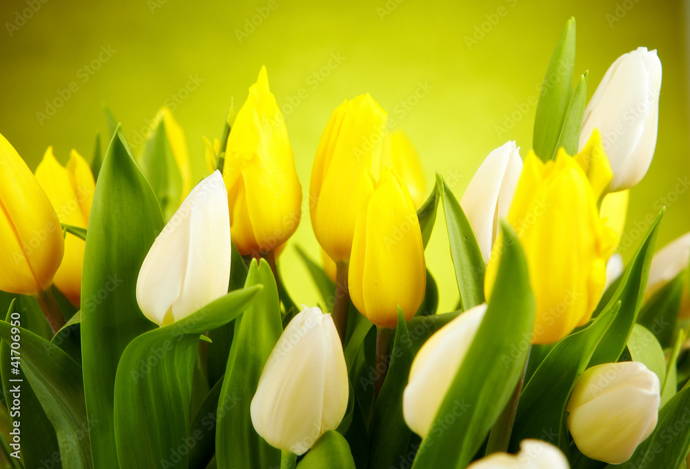 Obraz premium zdjęcie tulipanów