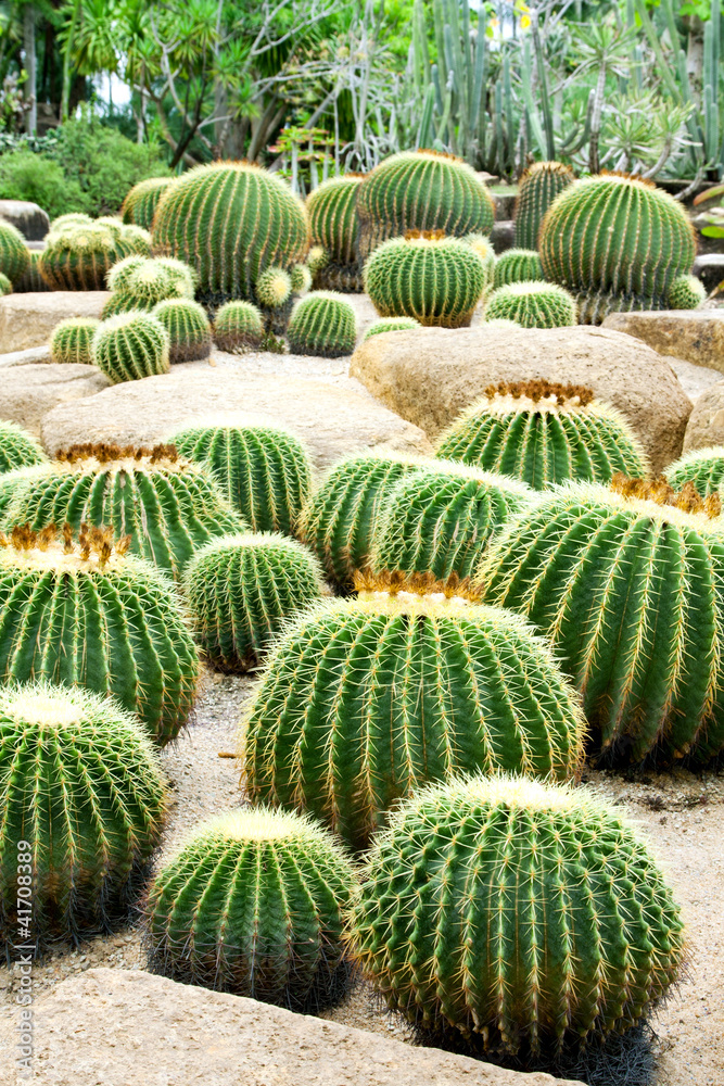 Cactus Cactus