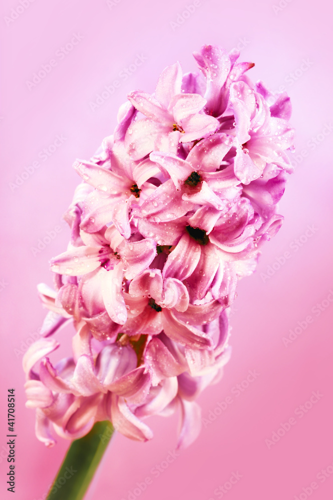 Flower   pink Hyacinth