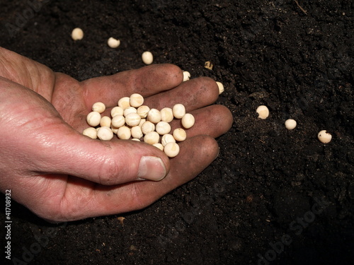 Planting peas