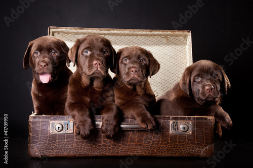 four puppies of Labrador retriever in vintage suitcase