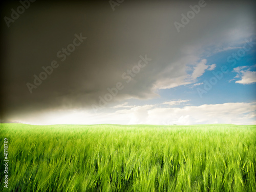 Grain field and storm clouds