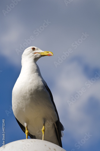 Seagull standing