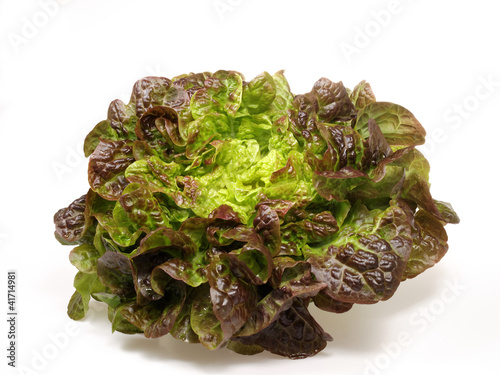 Obraz na plátně laitue feuille de chêne