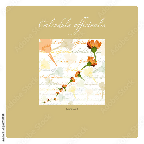 scheda calendula officinalis