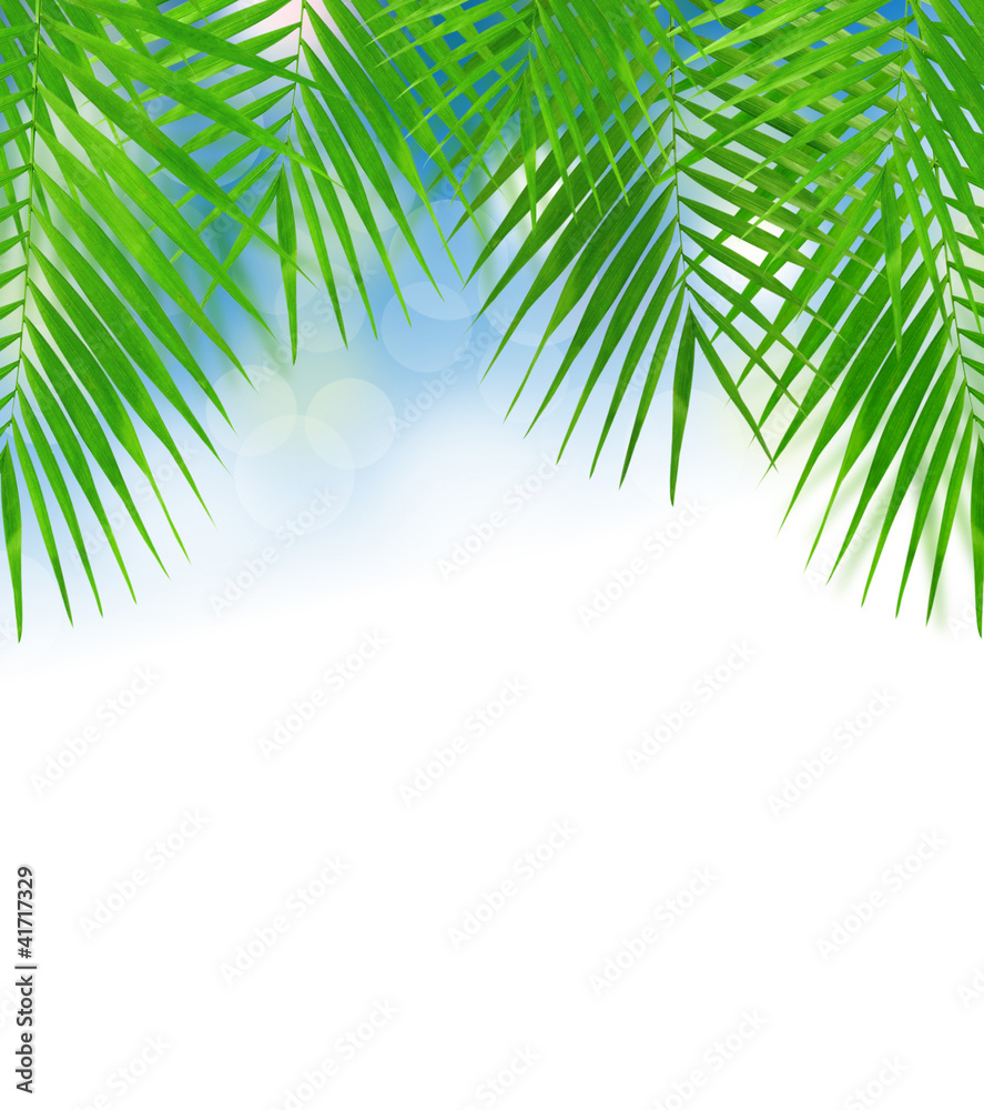 Fototapeta premium Background with beautiful palm leaves