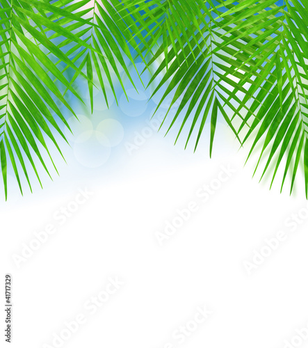 Background with beautiful palm leaves