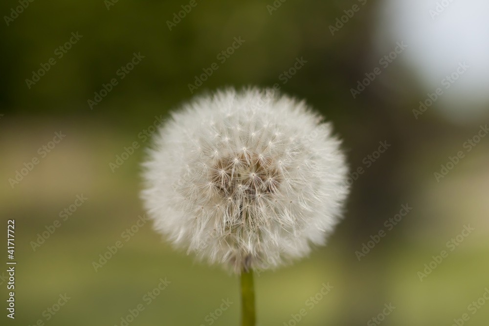 Fototapeta premium Blown dandelion