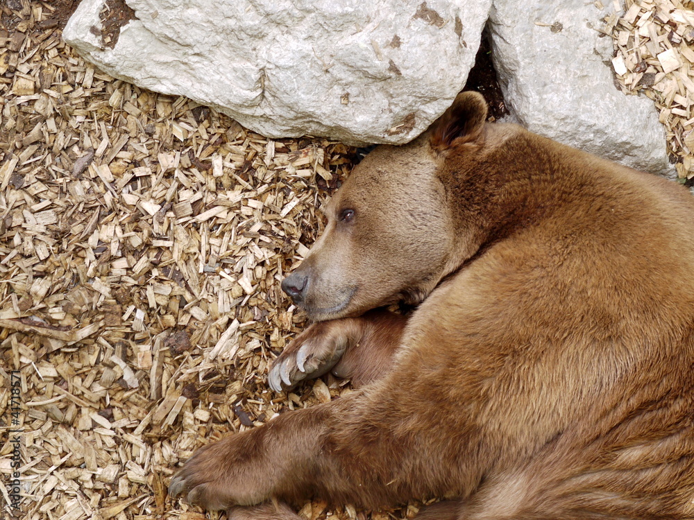 Obraz premium Braunbär wacht auf
