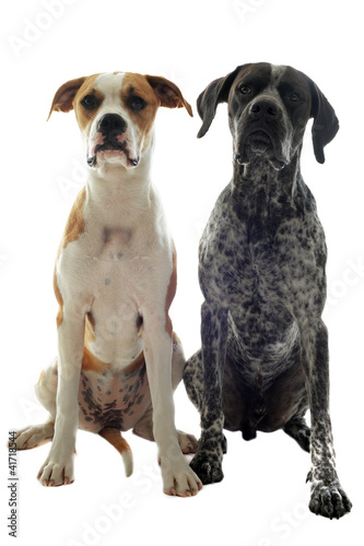 german shorthaired pointer and american bulldog