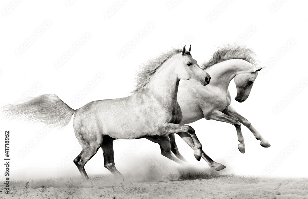 stallions running