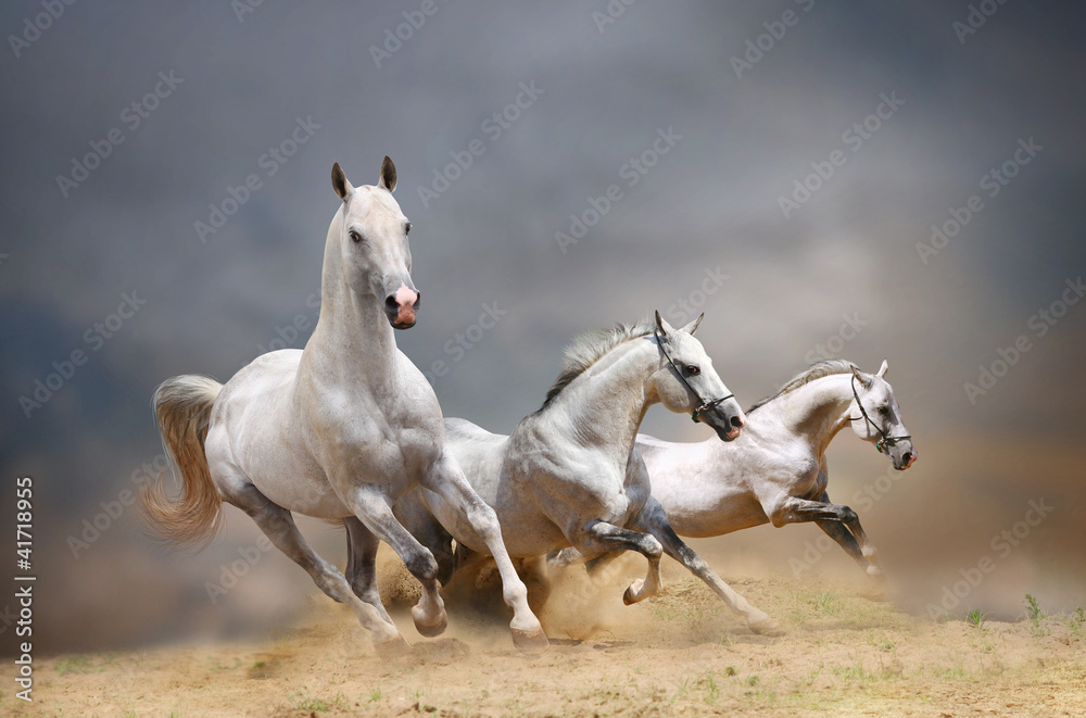 white horses - obrazy, fototapety, plakaty 
