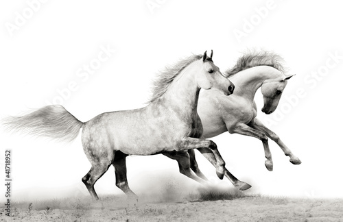 stallions running #41718952