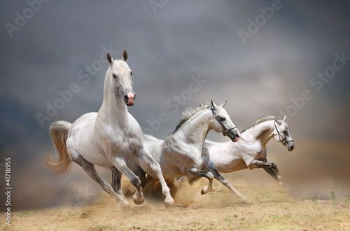 white horses #41718955