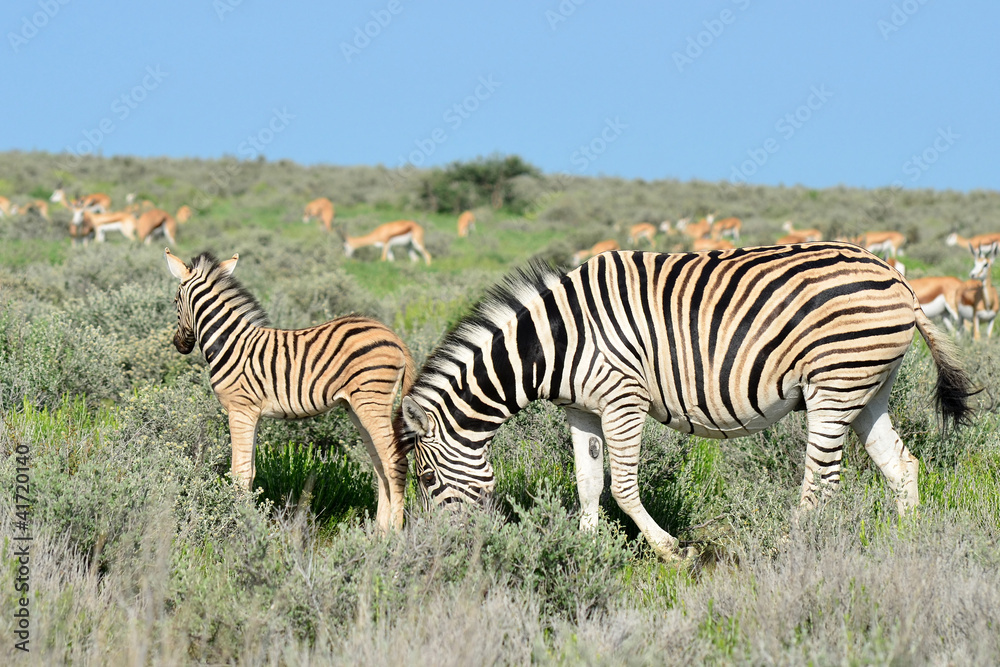 Obraz premium beautiful young zebra in Etosha national park