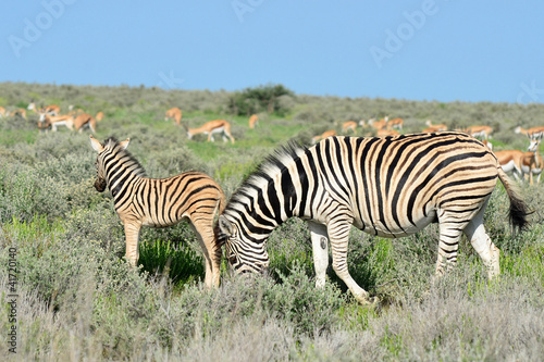 beautiful young zebra in Etosha national park