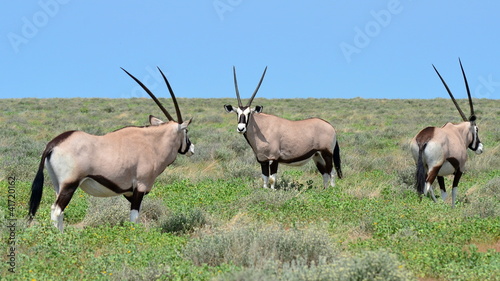 three gazella oryx in Eosha national park © gallas