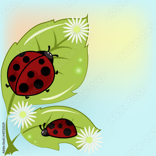 Two ladybugs on leaflets with camomiles