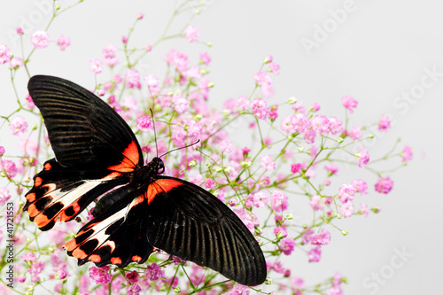 Papilio rumanzovia photo