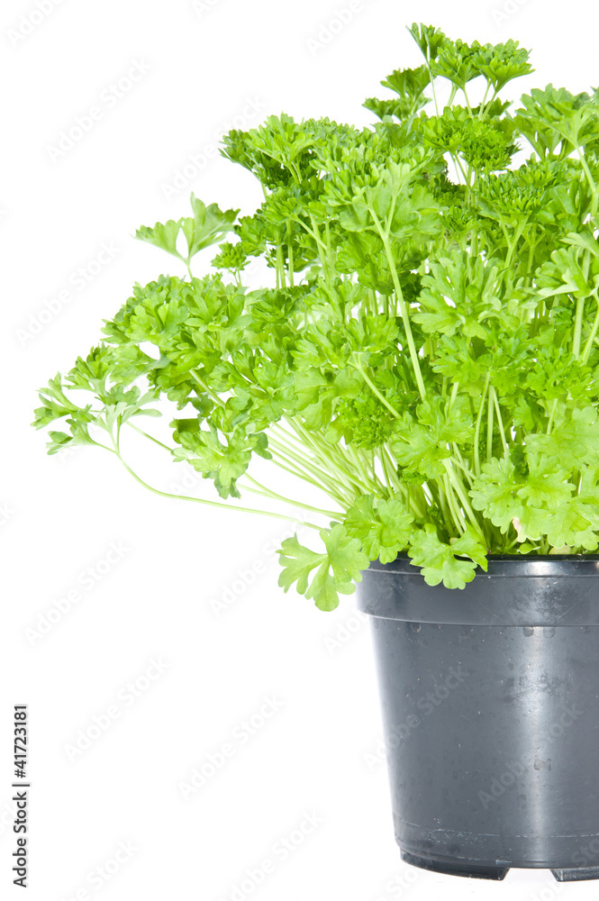 Fresh parsley in black pot Fresh parsley in black pot