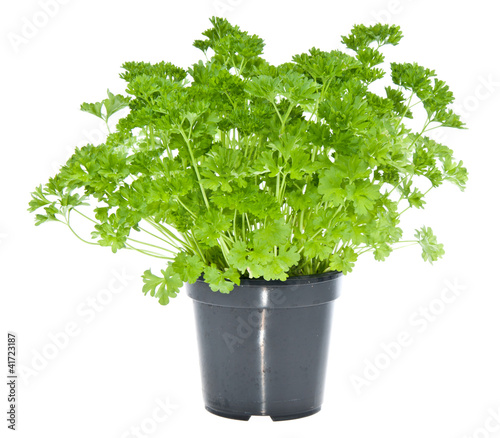 Fresh parsley in black pot