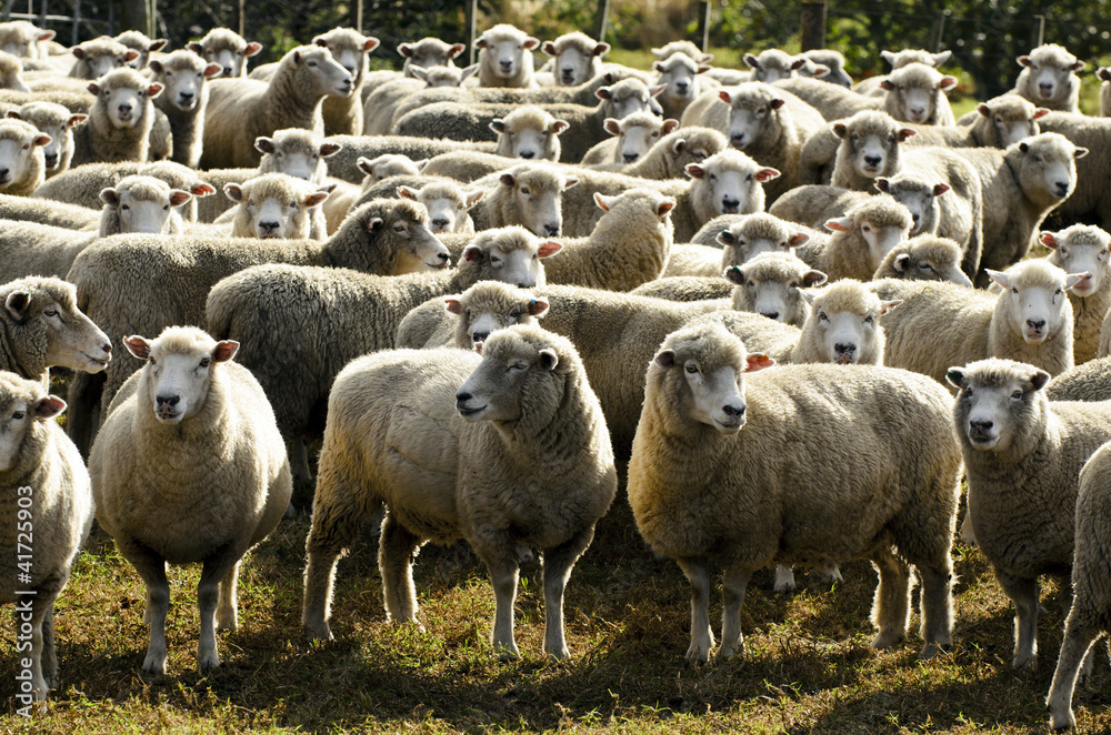 Fototapeta premium Travel New Zealand - Sheep Farm