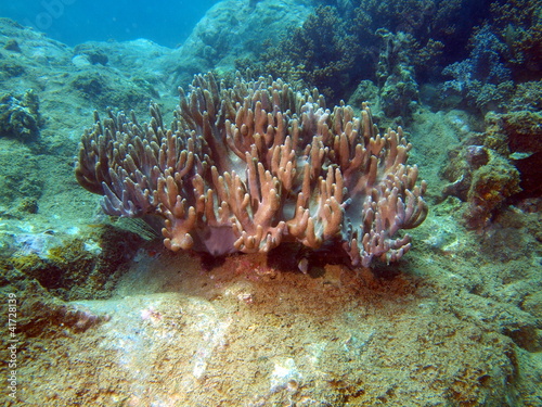 Soft coral, area of the city of Nha Trang, Vietnam
