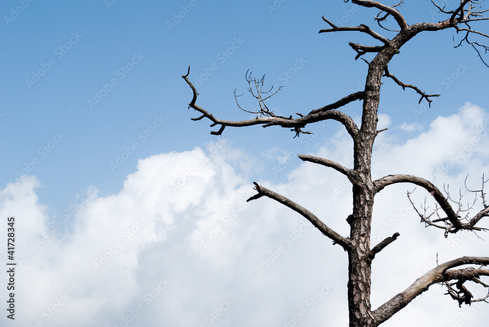 Obraz premium tree wood