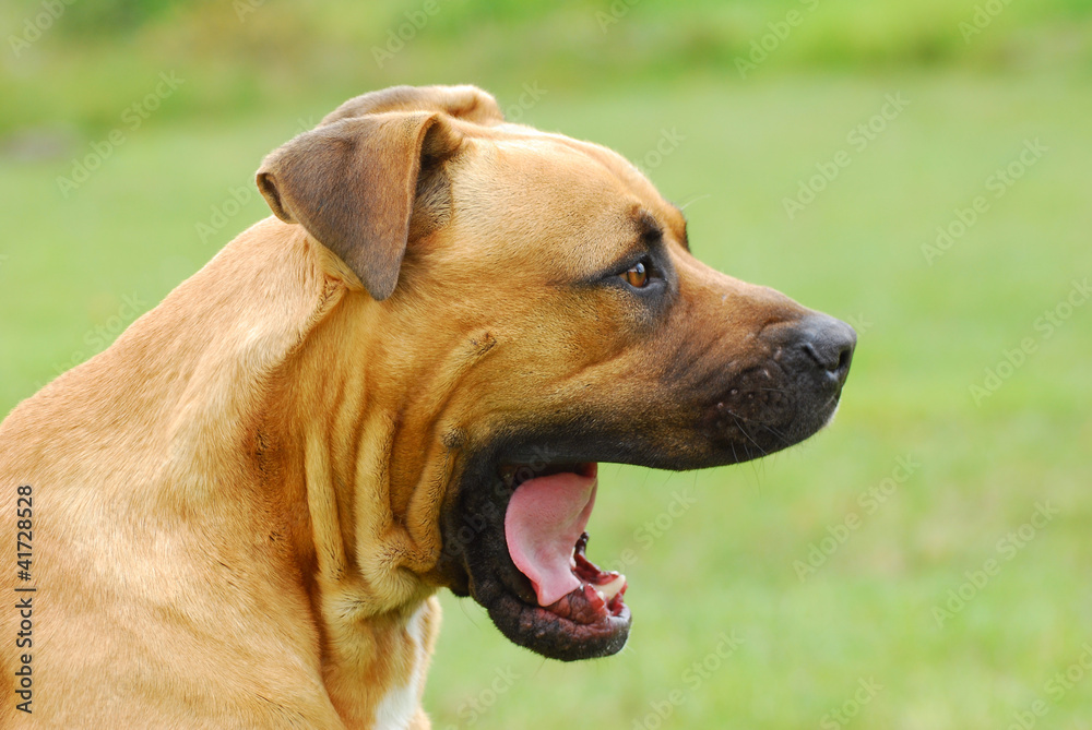 Big Boerboel dog yawning