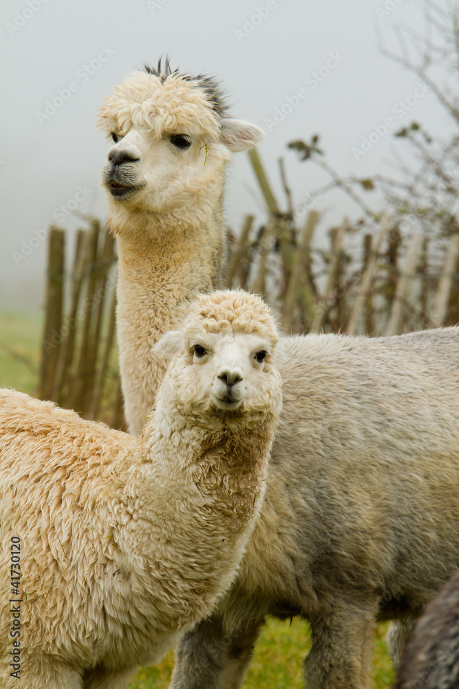 Obraz premium Alpaca mother and child