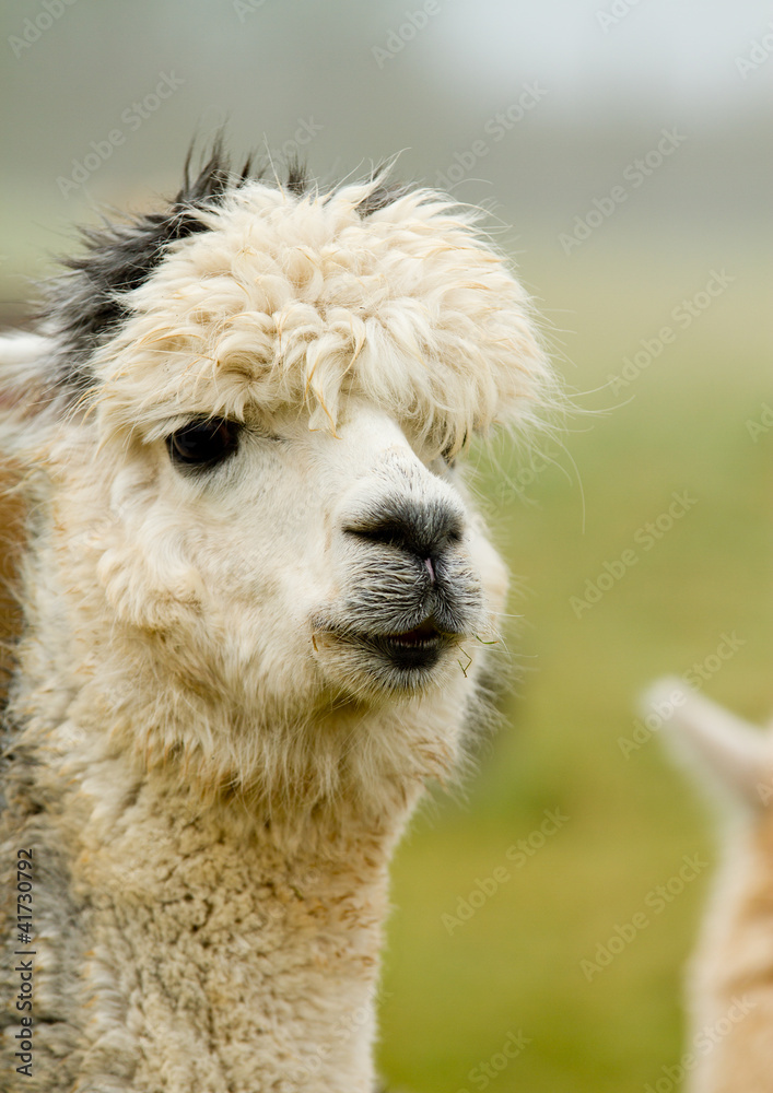 An Alpaca with white and grey hair