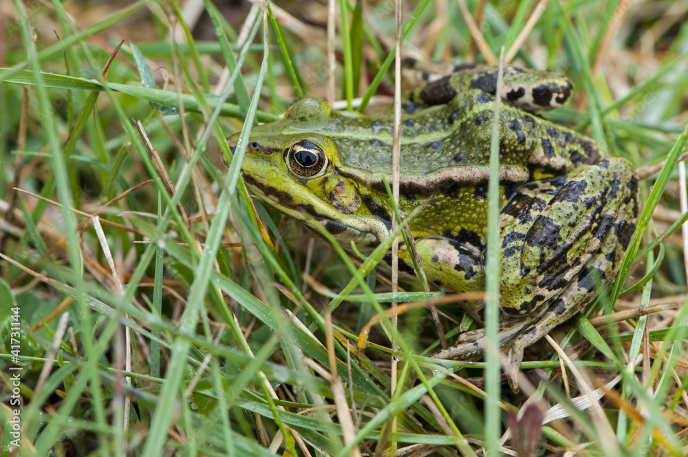 Obraz premium Grenouille verte dans l'herbe