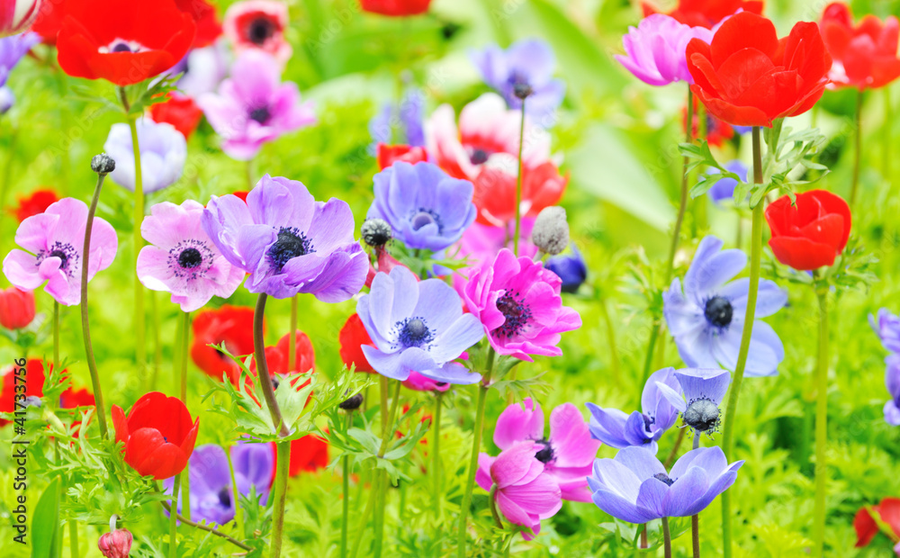 Naklejka premium Anemone coronaria