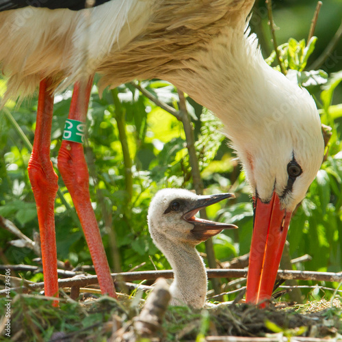Fotografija Young stork on it's nest