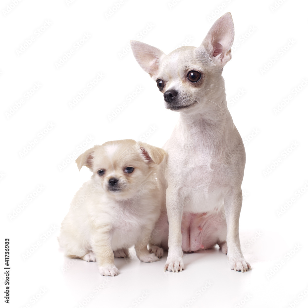 Chihuahua dog with her puppy