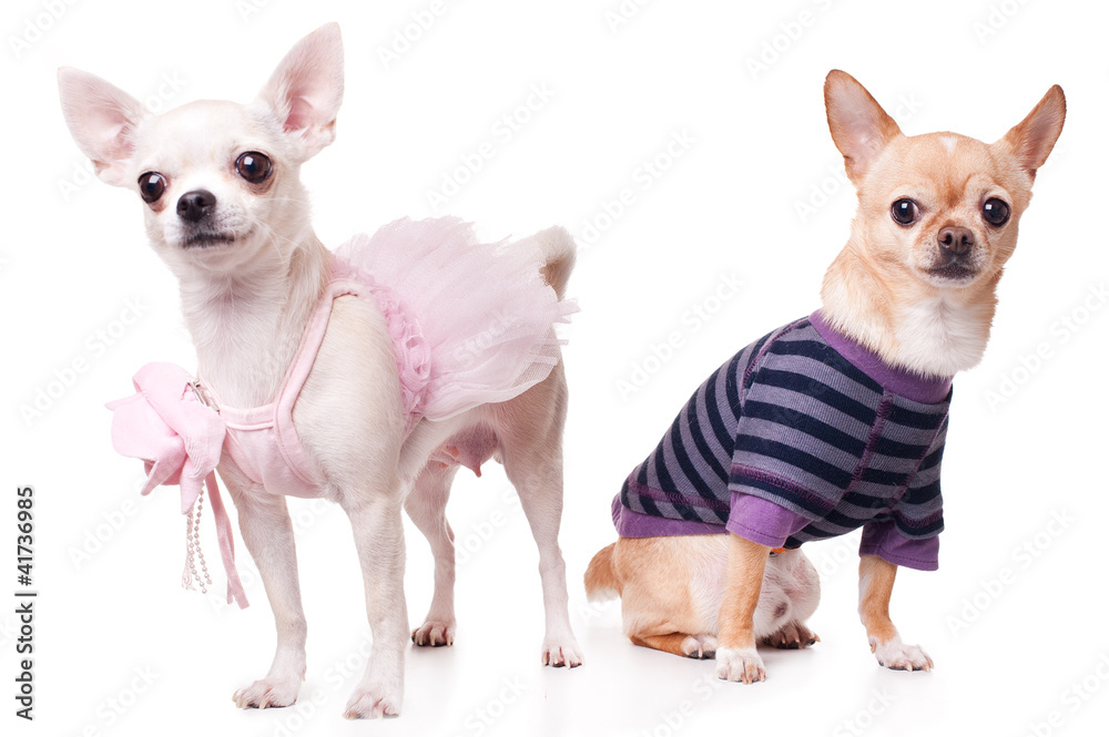 two chihuahua dressed as holidaymakers