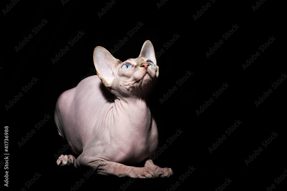 Young canadian sphinx cat on black background