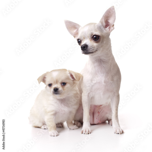 Chihuahua dog with her puppy