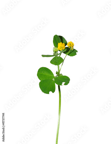 Hopfenklee (Medicago lupulina) photo