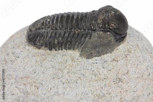 Trilobite fossil © Vladislav Gajic