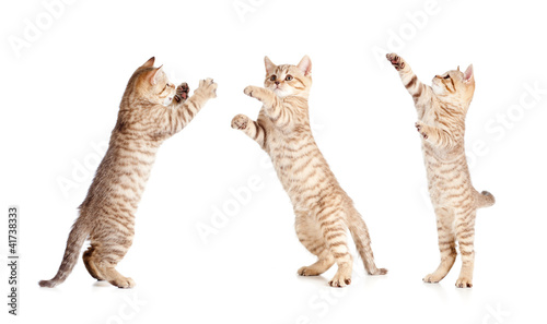 jumping british kitten set
