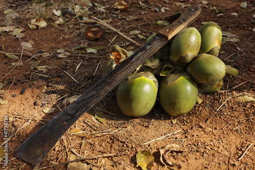 Machette sur fruits de palmier