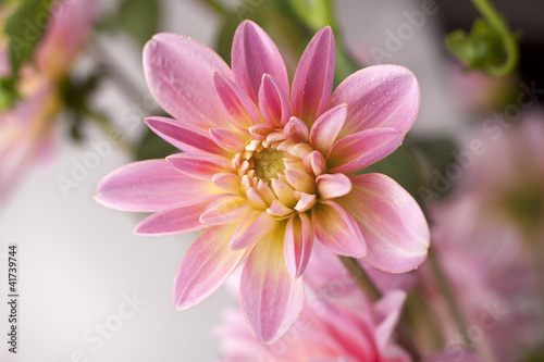 Pink Aster flower